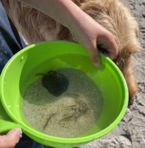 Using bowls to catch fish and dig waterfalls