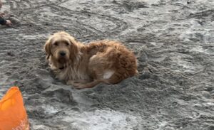 Shadow in his hole on wild camping trip