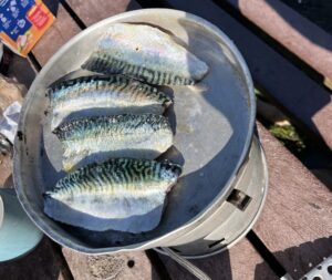 Mackerel caught by a neighbouring camper, wild camping with kids