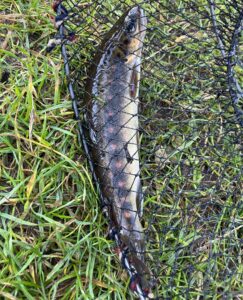 Rare blue trout, caught and put back, curtesy of a neighbouring camper.