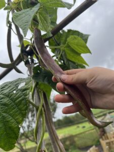 children in the garden - little hands picking purple runner beans