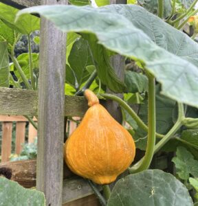 children in the garden - bright orange squash - uchiki kuri