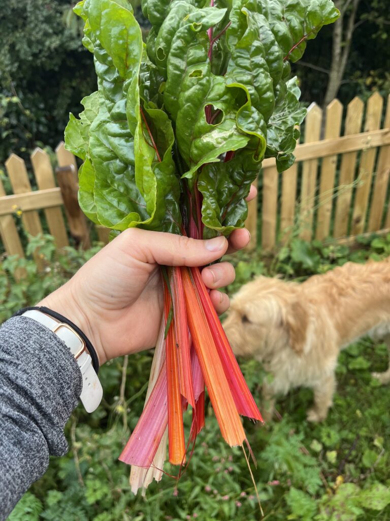 children in the garden - handful of swiss chard 'bright lights'