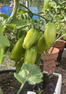 san marzano tomatoes still green