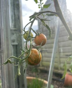 tiger striped tomatoes