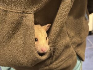 animal care - hamster in a jumper pouch