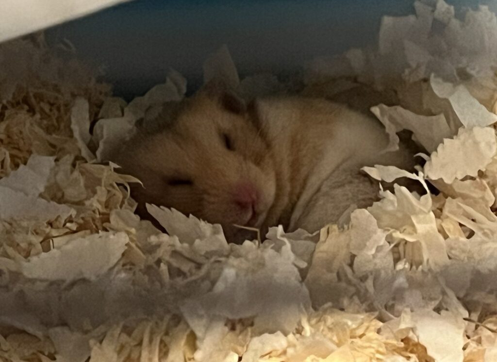 animal care - hamster in her nest