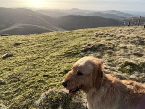 Animal care - labradoodle exploring new places