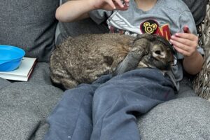 animal care - bruce the rabbit