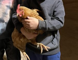 animal care - golden the chicken