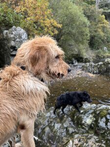 in the desert - labradoodle and collie dog exploring a rocky gorge together