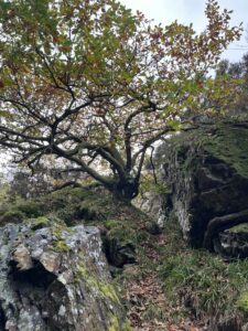 in the desert - tree in the rocks