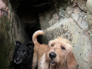 in the desert - labradoodle at the mouth of an underground passage