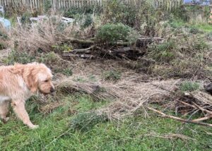 relief in nature - huge pile of felled tree trunks in tall grass and thistles