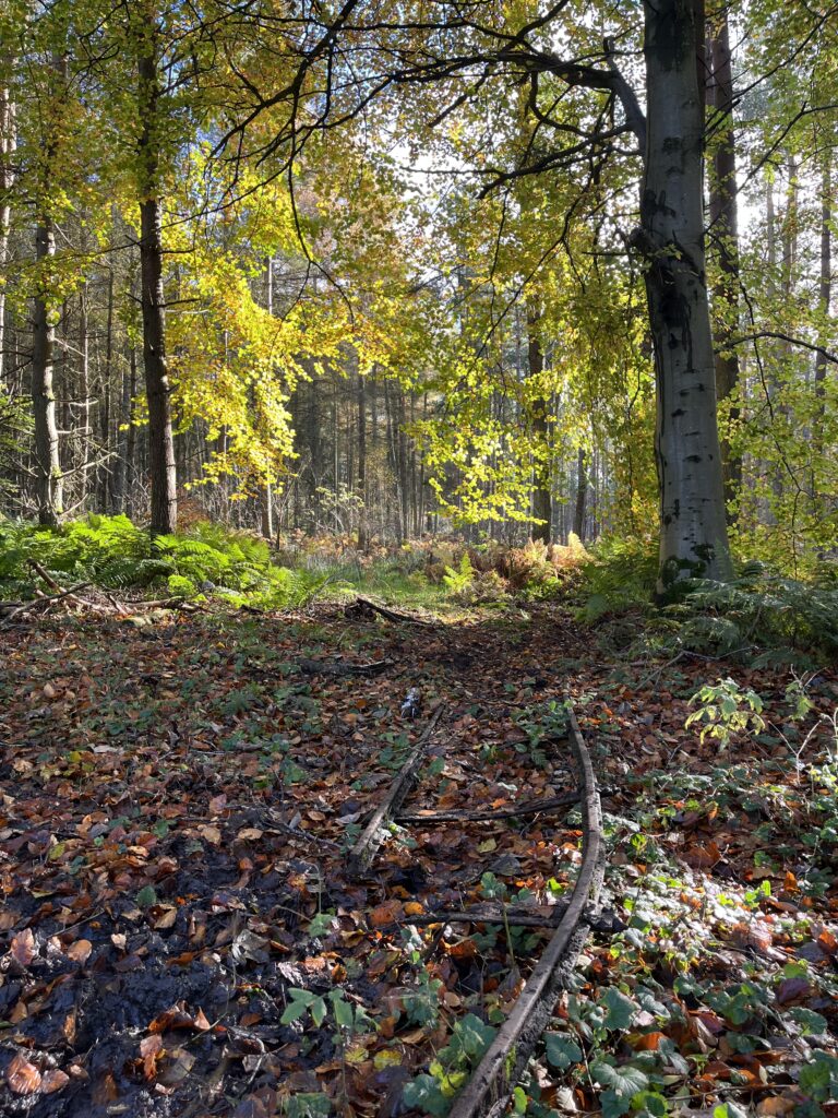 state schools are needed - rusty remains of narrow gauge train rails in autumnal woodland