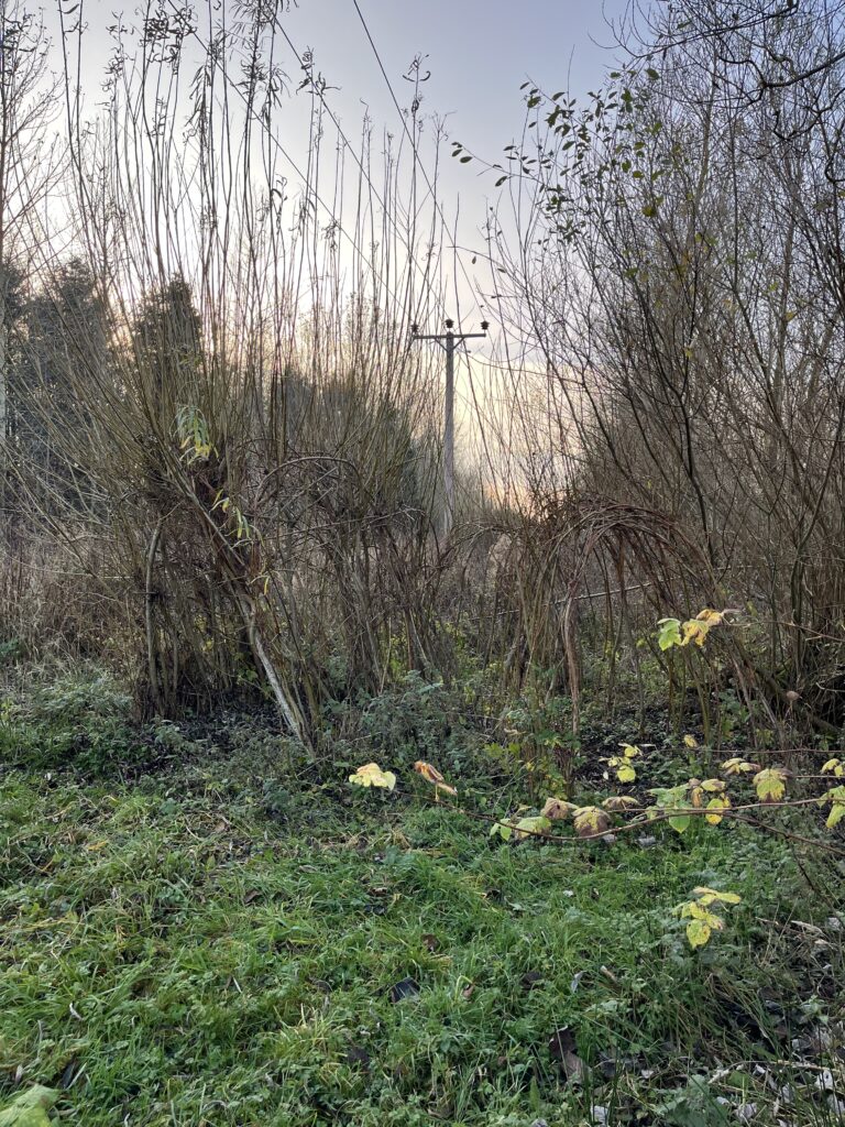 internet in education - willow tunnel outdoor play