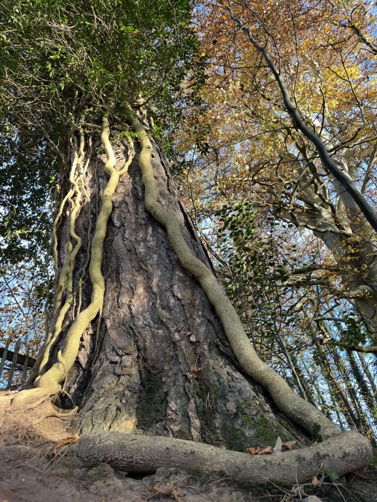 fostering creativity - ivy turned from vine to tree