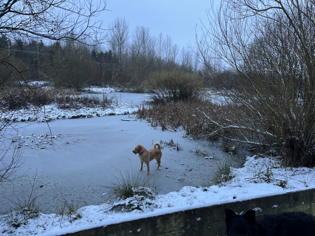 Jordan Peterson blog. Dog on frozen lochan