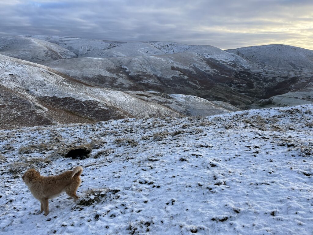 Labelling children - dog in the scottish cheviots