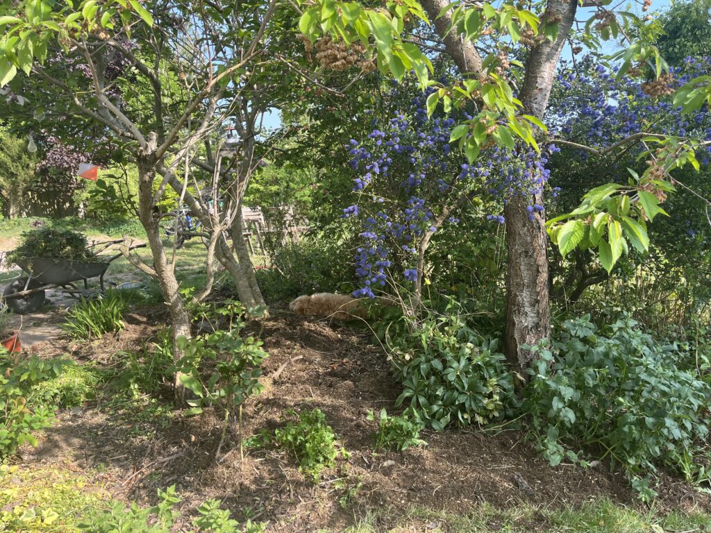 gardening - enjoying rabbit bedding mulch