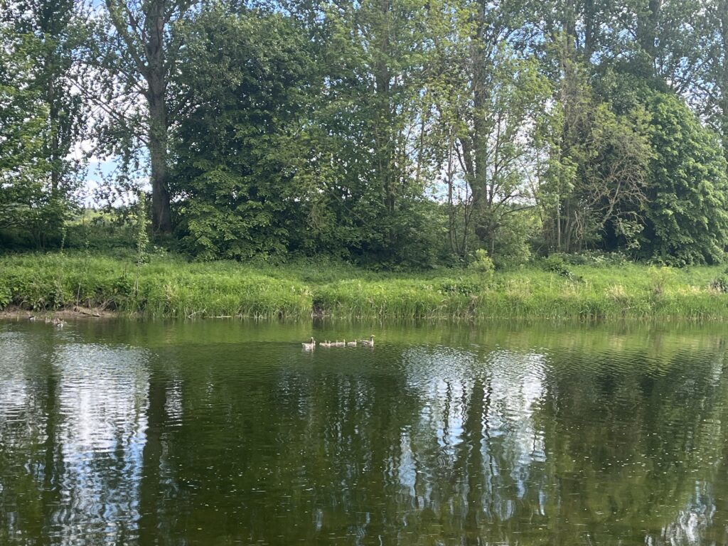 too much supervision - ducklings